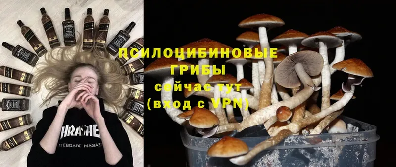 кракен маркетплейс  Абаза  Галлюциногенные грибы Psilocybine cubensis 